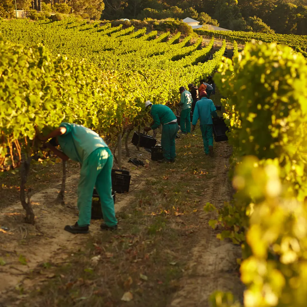 Récolte des raisins dans un vignoble en Alsace, savoir-faire viticole